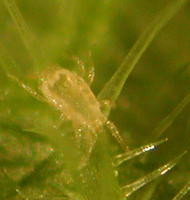 Neoseiulus californicus larva